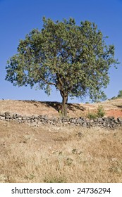 lonely tree