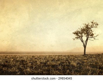lonely tree