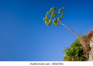 lonely tree