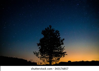 Lonely Tree