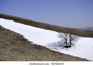 lonely tree