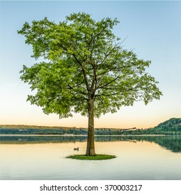 lonely tree