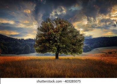 Lonely Tree