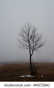 Lonely tree 