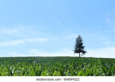 Lonely tree