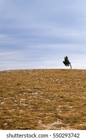 Lonely tree