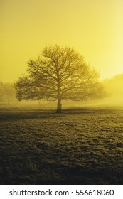 Lonely tree