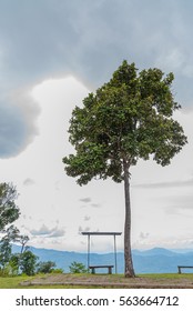 lonely tree
