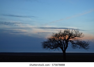 Lonely tree