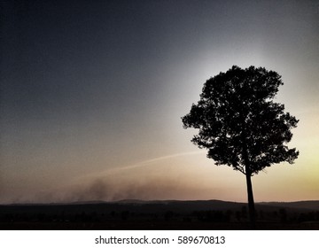 Lonely Tree