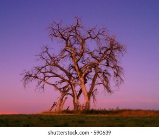Lonely Tree