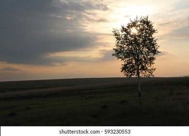 Lonely tree