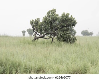 Lonely tree