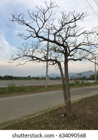 lonely tree