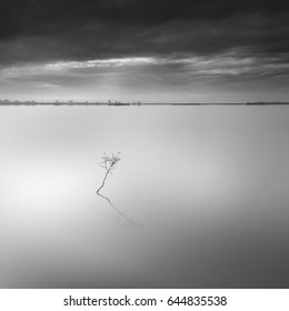Lonely tree