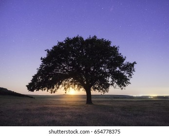 Lonely tree