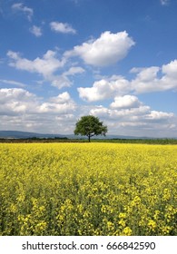 lonely tree