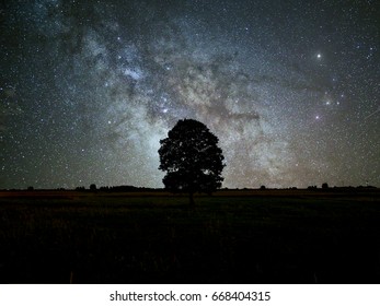 A Lonely Tree