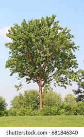 Lonely tree