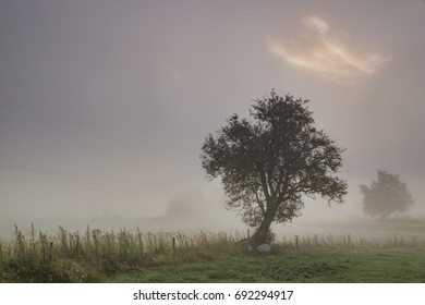 Lonely tree