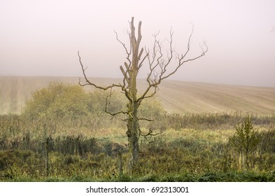 Lonely tree
