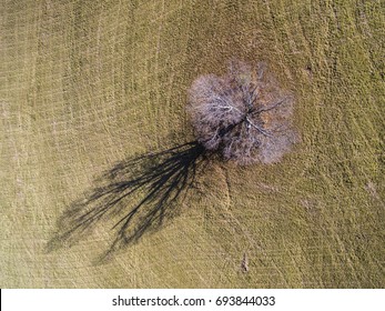 Lonely Tree