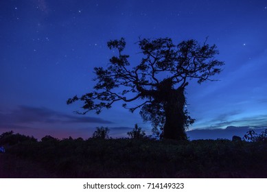 Lonely tree
