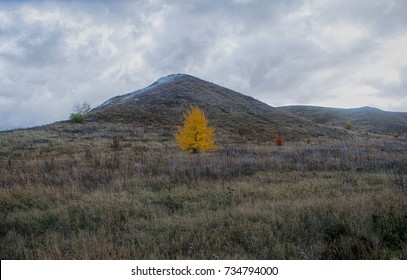Lonely tree