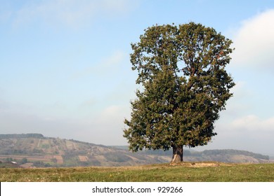 Lonely Tree