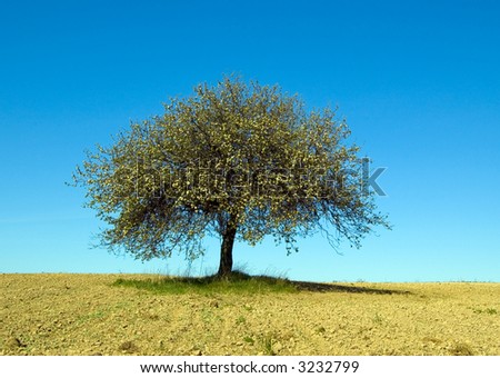 Similar – Image, Stock Photo lonely tree Tree Meadow