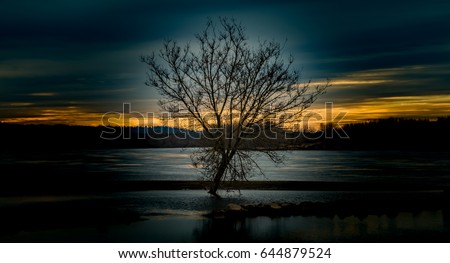 Lonely Tree