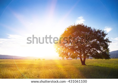 Lonely tree against a blue sky at sunset. summer landscape with a lone tree at sunset barley field in the village