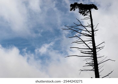 Lonely Tree Against Cloudy Sky in Sri Lanka. A solitary, bare-branched tree stands tall against a cloudy blue sky, creating a striking contrast between nature's resilience and simplicity.  - Powered by Shutterstock