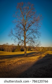 Lonely Tree - Appomattox Court House National Historical Park