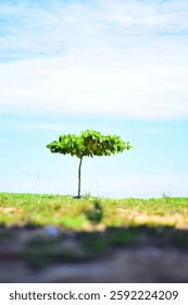 Lonely Tree in the beach