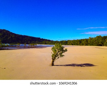 Lonely Tree At The Beach Of Cape Tribulation, Australia