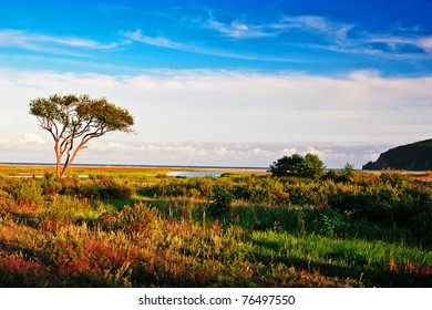lonely tree before sunset early osnnyu - Shutterstock ID 76497550