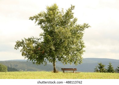lonely tree and a bench 