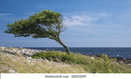 Lonely tree bent by the wind at the sea coast. 