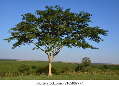 
Lonely Tree, Brazilian Landscape, Nature In Brazil, With Panoramic Photography, Brazil, South America, Sunset In Brazil