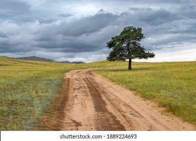 A lonely tree by the road against the backdrop of endless fields and hills on cloudy summer day on Olkhon island, Russia