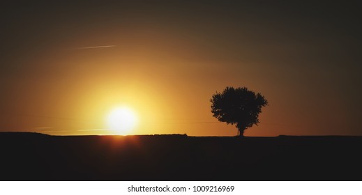 Lonely tree captured in sunset light