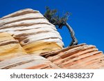 Lonely  tree in the colorful mountains of the White Domes near Hildale Utah USA                          