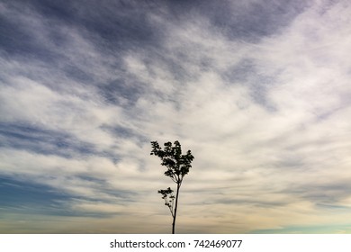 A lonely tree (Colour)