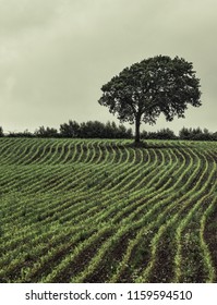 Lonely tree in cornfield