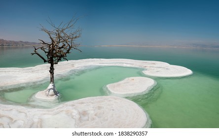 A Lonely Tree In Dead Sea. A Plant On Salt Island. Unique Landscape In The World. The Lowest Place On Earth.