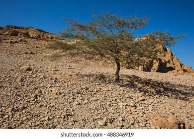 Lonely tree in the desert.