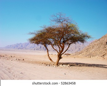 Lonely tree in the desert