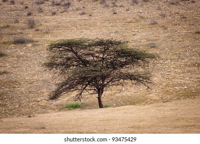 Lonely tree in a desert
