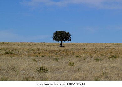 Lonely tree in the desert against the sky - USA
